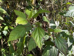 Hibiscus × archeri