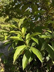 Miconia prasina