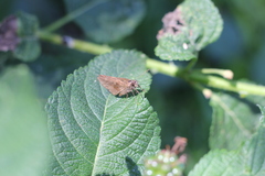 Cymaenes odilia