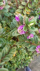 Veronica × andersonii