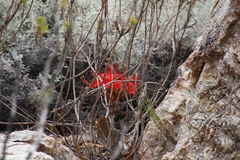 Brunsvigia marginata
