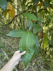 Miconia impetiolaris