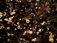 Lachnellula subtilissima