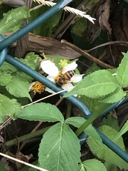 Apis mellifera