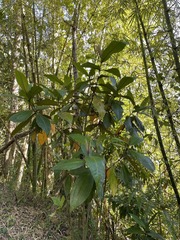 Miconia impetiolaris