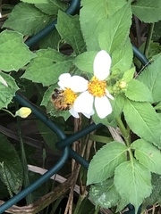 Apis mellifera
