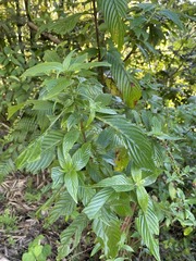 Gonzalagunia hirsuta