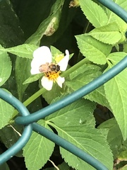Apis mellifera