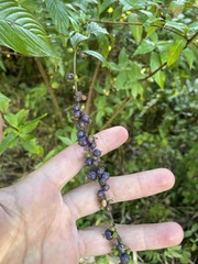 Gonzalagunia hirsuta