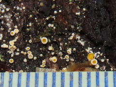 Lachnellula subtilissima