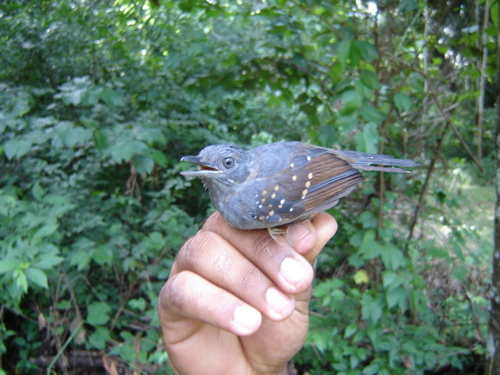 Gray Antbird (Cercomacra cinerascens) photo
