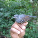 Gray Antbird - Photo (c) Edson Guilherme, some rights reserved (CC BY-NC), uploaded by Edson Guilherme