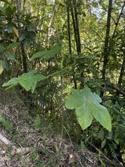 Cecropia schreberiana