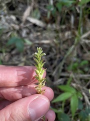 Microchilus hirtellus