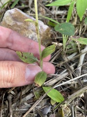 Microchilus hirtellus