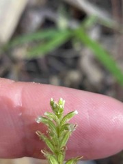 Microchilus hirtellus