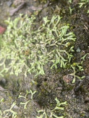 Riccia fluitans