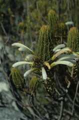 Erica thomae thomae