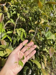 Hippocratea volubilis