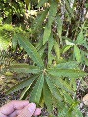 Myrsine coriacea
