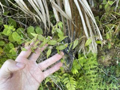 Lepidaploa borinquensis