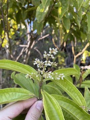 Miconia prasina