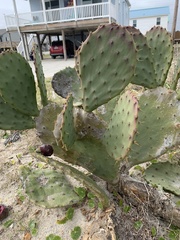 Opuntia tunoidea