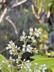 Miconia prasina