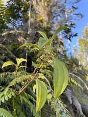 Miconia borinquensis