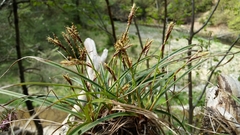 Carex digitata