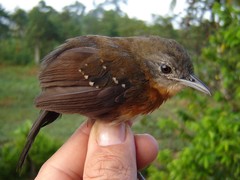 Myrmophylax atrothorax