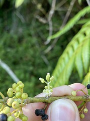 Miconia borinquensis