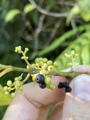Miconia borinquensis