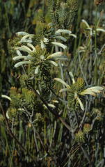 Erica thomae thomae