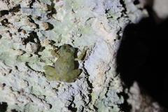 Craugastor yucatanensis