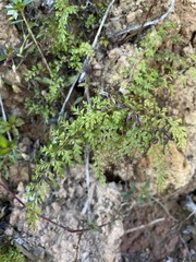 Odontosoria aculeata