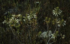 Erica thomae thomae