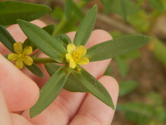 Portulaca mucronata