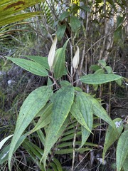 Miconia urbanii