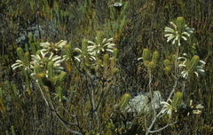 Erica thomae thomae