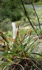 Carex digitata