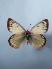 Colias hecla