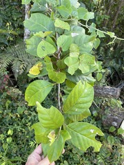 Cestrum macrophyllum