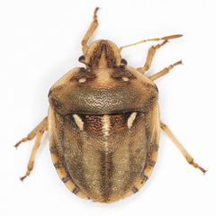 Derula flavoguttata