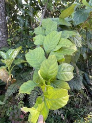 Cestrum macrophyllum