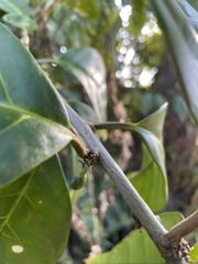 Cestrum macrophyllum