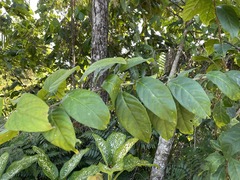 Cestrum macrophyllum