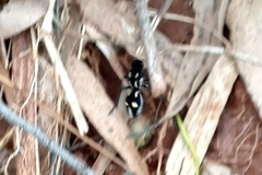 Traumatomutilla graphica