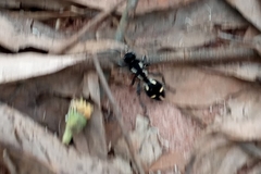 Traumatomutilla graphica