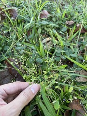 Drymaria villosa